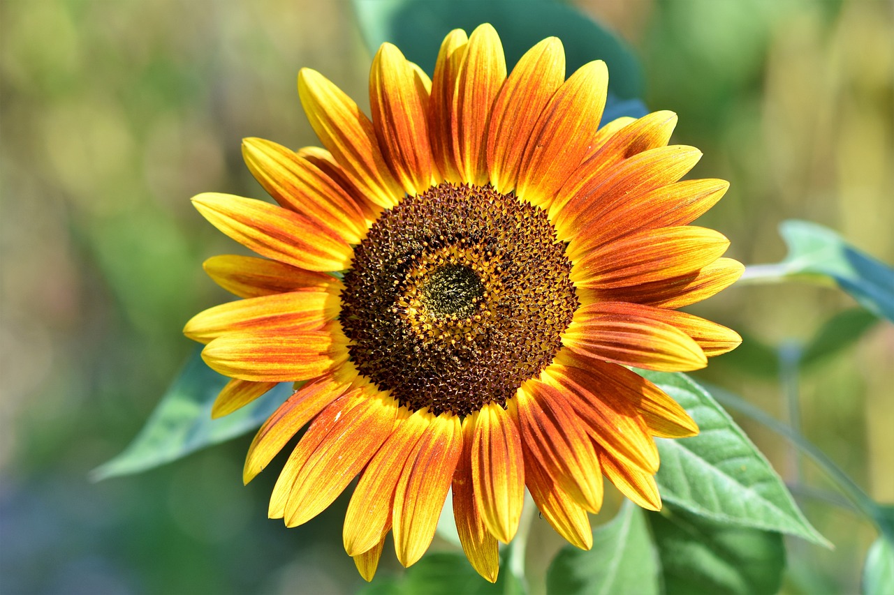 Sunflower-3614728 1280
