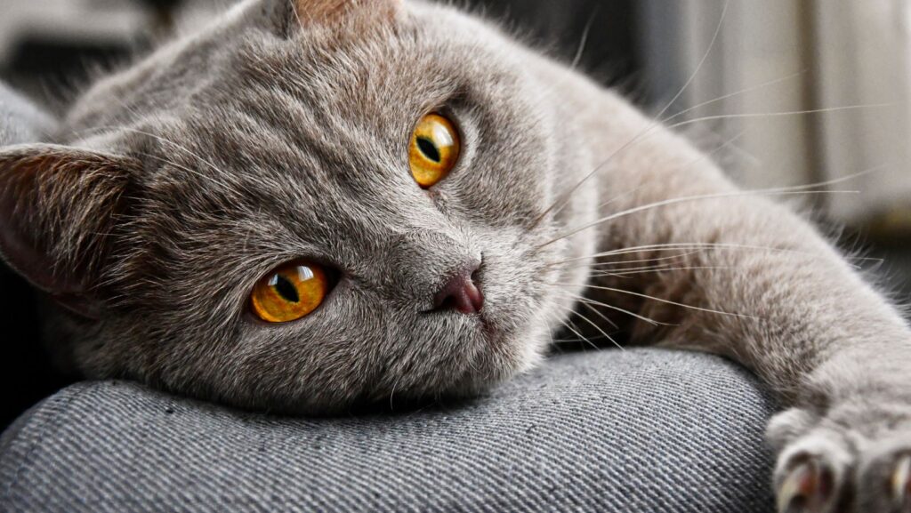 The Most Cats That Don’t Shed: Find Your Perfect Match with Devon Rex, Bengals, and More